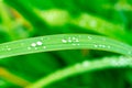 Blade of Grass with water drops Royalty Free Stock Photo