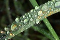 Blade of grass with waterdrops Royalty Free Stock Photo