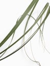 Blade of grass on white abstract background Royalty Free Stock Photo