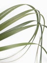 Blade of grass on white abstract background Royalty Free Stock Photo