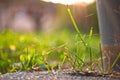 Blade of green grass with burnt tip macro shot in the garden against sunligh Royalty Free Stock Photo