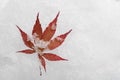 7-blade red maple leaf on the snow Royalty Free Stock Photo