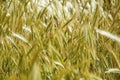 Blade or stalk of grass on city lown looks like young grain Royalty Free Stock Photo