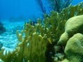 Bladed fire coral Millepora complanata undersea, Caribbean Sea, Cuba, Playa Cueva de los peces