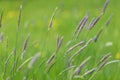 Blades of Alopecurus pratensis, also known as the meadow foxtail Royalty Free Stock Photo