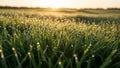 Blades covered in dewdrops capturing the sparkling effect of Royalty Free Stock Photo