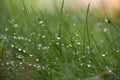 Blades of fresh green spring grass with raindrops Royalty Free Stock Photo