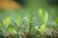 Blades of fresh green spring grass with raindrops Royalty Free Stock Photo