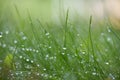 Blades of fresh green spring grass with raindrops Royalty Free Stock Photo