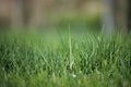 Blades of fresh green spring grass with raindrops Royalty Free Stock Photo