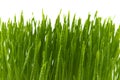 Blades of fresh green spring grass with raindrops Royalty Free Stock Photo