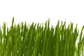 Blades of fresh green spring grass with raindrops Royalty Free Stock Photo