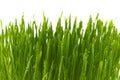 Blades of fresh green spring grass with raindrops Royalty Free Stock Photo