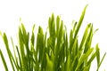 Blades of fresh green spring grass with raindrops Royalty Free Stock Photo