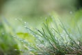 Blades of fresh green spring grass with raindrops Royalty Free Stock Photo