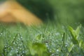 Blades of fresh green spring grass with raindrops Royalty Free Stock Photo