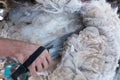 Blades go through alpaca fiber, blade shearing