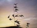 Blades of grass backlit with the sky at sunset. Royalty Free Stock Photo