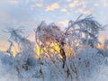 Blades of grass covered with frost, in the evening setting sun