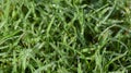 Blades of grass with droplets of rain Royalty Free Stock Photo