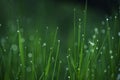 Blades of grass in drops of morning dew. very soft selective focus. Royalty Free Stock Photo