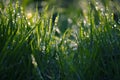 Blades of grass in drops of morning dew. very soft selective focus. natural lovely green background. banner. Royalty Free Stock Photo