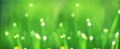 Blades of grass in drops of morning dew. very soft selective focus. natural lovely green background. banner Royalty Free Stock Photo