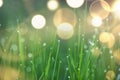 Blades of grass in drops of morning dew. very soft selective focus. natural lovely green background Sunny bokeh Royalty Free Stock Photo