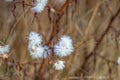 Blades of grass in the morning dew Royalty Free Stock Photo