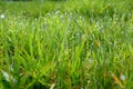 Blades of grass with morning dew closeup