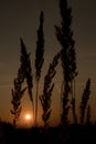 Blades of grass at sunset Royalty Free Stock Photo