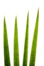 Blades of grass super macro Royalty Free Stock Photo