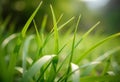 Blades of grass on transparent background in a close up perspect creative unusual Royalty Free Stock Photo