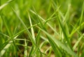 Blades of grass on transparent background in a close up perspect strange old Royalty Free Stock Photo