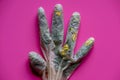 Blades of grass and yellow flowers inside a medical glove as a symbol of fighting coronavirus