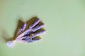 Blades of grass and yellow flowers inside a medical glove as a symbol of fighting coronavirus