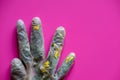 Blades of grass and yellow flowers inside a medical glove as a symbol of fighting coronavirus