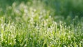 Blades Of Green Grass And Dew Drops Shine. Fresh Spring Grass Covered With Morning Dew Drops. Pan. Royalty Free Stock Photo