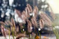 Blades of straw grass