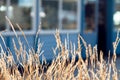 Blades of straw grass