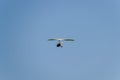 Flying hang-glider with a motor in the sky. Trike, flying in the sky with two people. Extreme Entertainment travelers