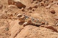 Blainville`s Horned Lizard Phrynosoma blainvillii