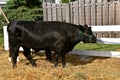 Blak Angus cow groomed for a judging contest