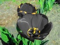 Blak tulip in the garden close-up