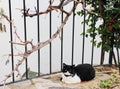 Blak and white cat is sitting garden