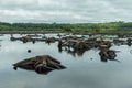 Blakemere Moss in Delamere Forest, Cheshire, UK