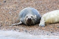 A mother grey seal laying on the beach with it's pup Royalty Free Stock Photo