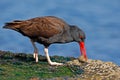 Blakish oystercatcher, Haematopus ater, black water bird with red bill, in the sea, Falkland Islands. Sea food in the red bill. Wi Royalty Free Stock Photo