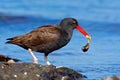 Blakish oystercatcher, Haematopus ater, black water bird with red bill, in the sea, Falkland Islands. Sea food in the red bill. Wi Royalty Free Stock Photo