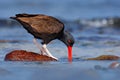 Blakish oystercatcher, Haematopus ater, with oyster in the bill, black water bird with red bill. Bird feeding sea food, in the sea Royalty Free Stock Photo